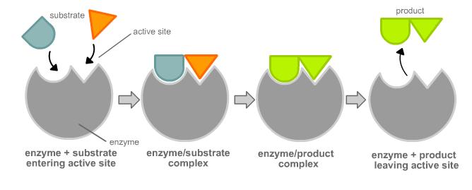 Enzymes chemira-indonesia.com
